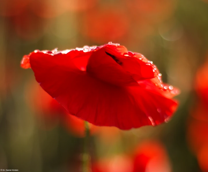 Yashica ML 1.7/50 Mohn Regentropfen Abendsonne Gegenlicht