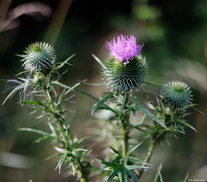 Yashica DSB 2/55 Disteln Distel