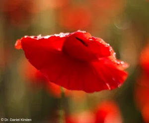 Yashica ML f/1.7 50mm Mohn Regentropfen Abendsonne Gegenlicht