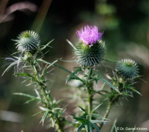 Yashica DSB 55mm f/2.0 Disteln Distel