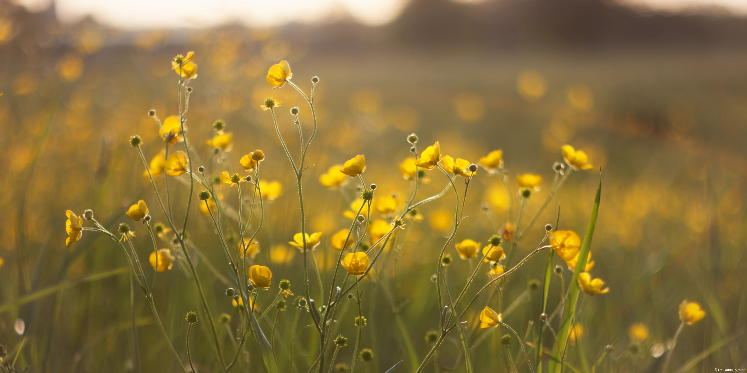 Yashica DSB 1.9/50 Butterblumen Lensflares