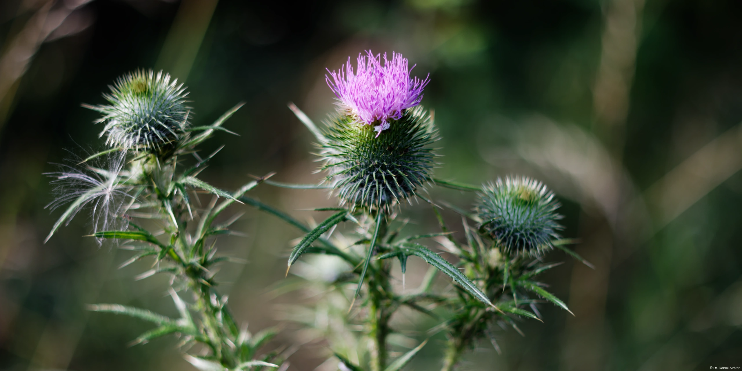 Yashica DSB 55mm f/2.0 Disteln Distel